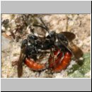 Sphecodes albilabris - Blutbiene 04a 12-13mm Paarung Teverener Heide.jpg
